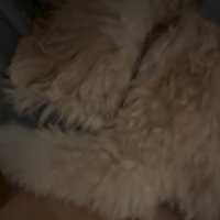 かまぼこちゃんに尋ねるママ
