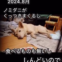 ガリガリの犬を保護