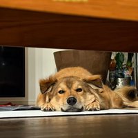 飼い主さんを見つめるラッキーくん