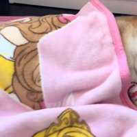 毛布をかける柴犬2