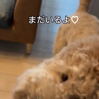 撫でられるシャビくん