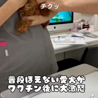 注射後のむぎ君