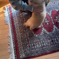 客に撫でてもらう小型犬