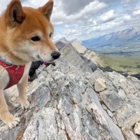 山頂から向かいの山を見つめるメスの犬