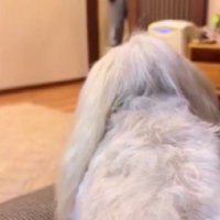 亡くなった杏ちゃんのぬいぐるみ