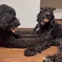 姉にボールをせがむテオちゃん