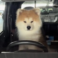 正面を見つめる犬