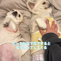 2匹で甘えん坊タイム♡