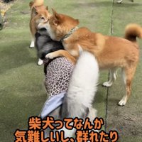 犬に前脚をかける柴犬