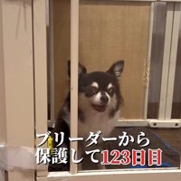 イブちゃんが幸せを掴むまで2