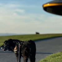 青空の下、女性と散歩をする犬