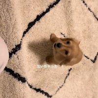 きゅんきゅん鳴いています