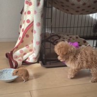 水を飲むハムスターと動く犬
