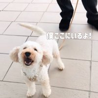 窓越しに話しかける犬