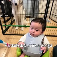 ケージから見守る大型犬