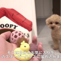 トイプードルのモコちゃん