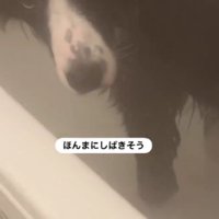 反抗的すぎる表情に爆笑♪