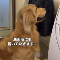 洗面所でお座りする犬
