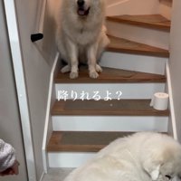階段を降りようとしない犬