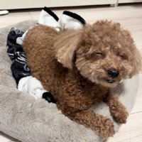眠気を我慢するぐりちゃん