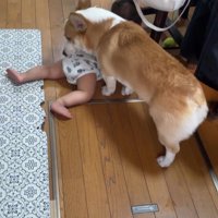 赤ちゃんを見守るまる君9