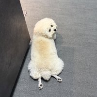 モッコモコのうめちゃん