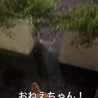 喋る小型犬