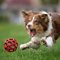 ボールを追う犬