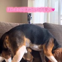 顔を出すベルちゃん