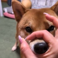「鼻」をするポン太くん