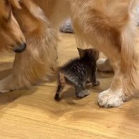 足元を気にしながら見守る