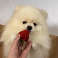 味見の仕方が可愛すぎる♡