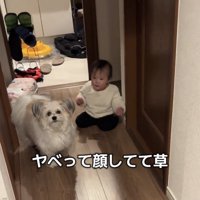 廊下で並んで立ち止まる犬と赤ちゃん