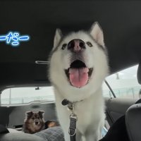 車の中で泣き喚く犬