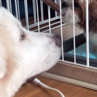 柵越しに見つめ合う犬たち