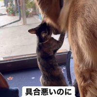 子猫と遊ぶ大型犬