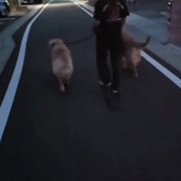 散歩する投稿主と大型犬親子