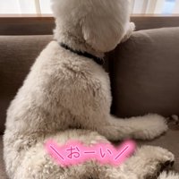 呼びかける飼い主さん