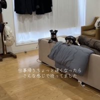 ソファから顔を出す2匹の犬