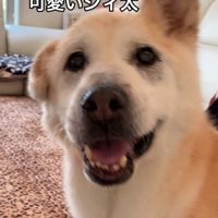 笑顔で近づいてくる老犬
