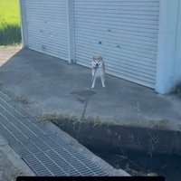 シャッターの前から動かない犬と、リードを張る飼い主