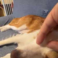 撫でられる