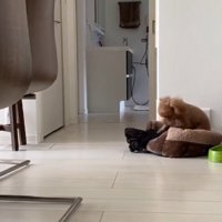 洋服を寝床に引き込むりゅっくちゃん