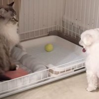 ハウスに入ってしまったボール