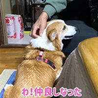 はなちゃんを撫でるおじいちゃん