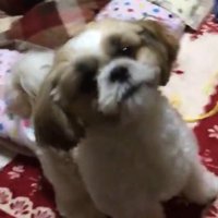 シュタッ