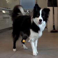 立ち尽くす犬
