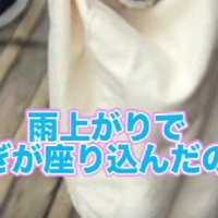 歩かなくなった犬を…
