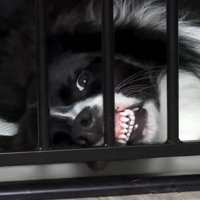 歯をむき出してウトウト…