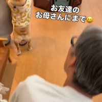 後ろ足で立って女性の足に身を寄せる犬